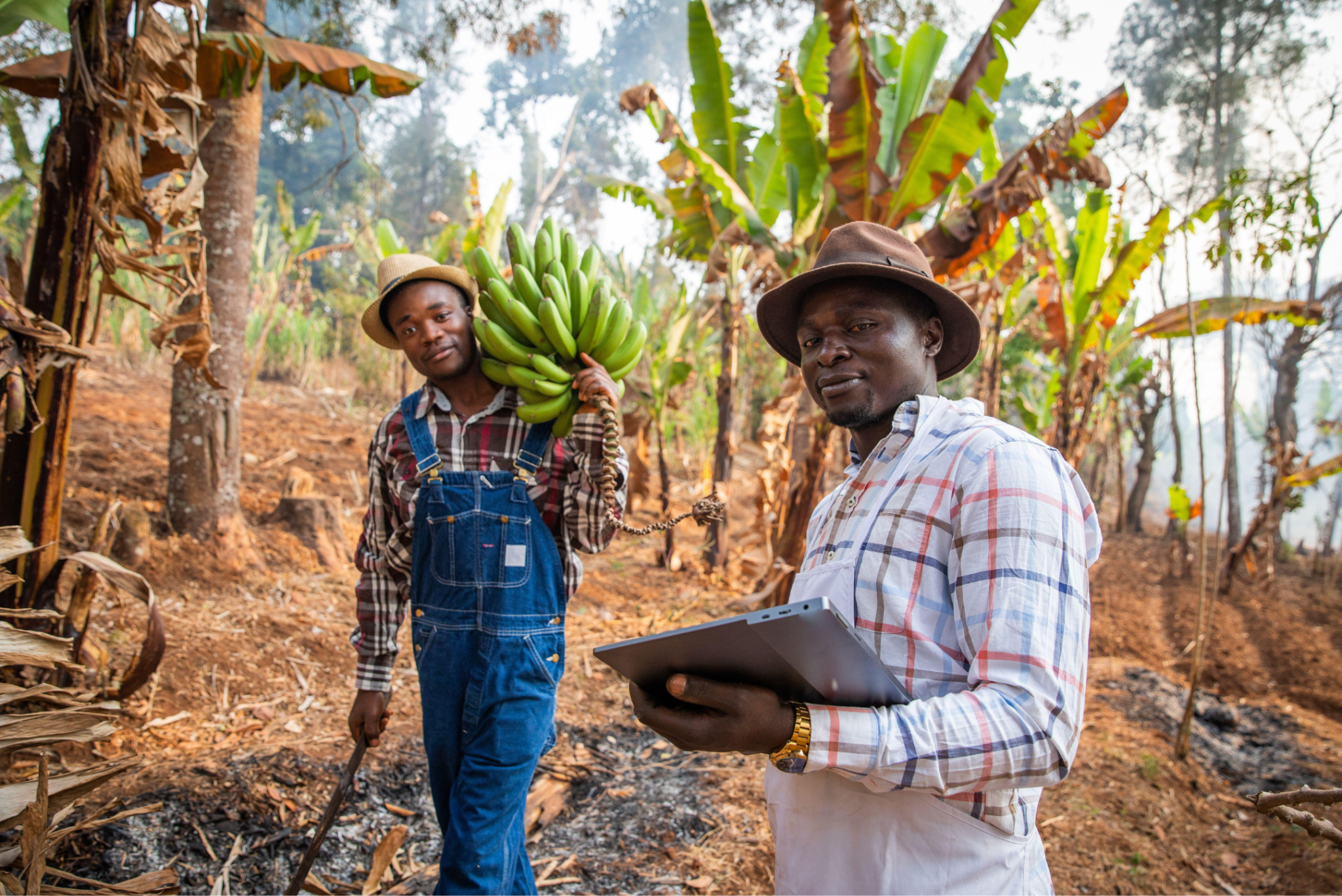 Two men stand among banana plants; one carries a bunch of bananas while the other holds a tablet.